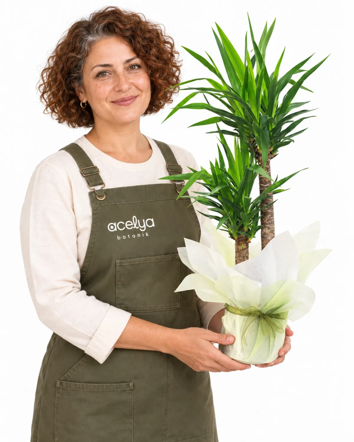Çift Gövdeli Yucca Saksı Bitkisi 1