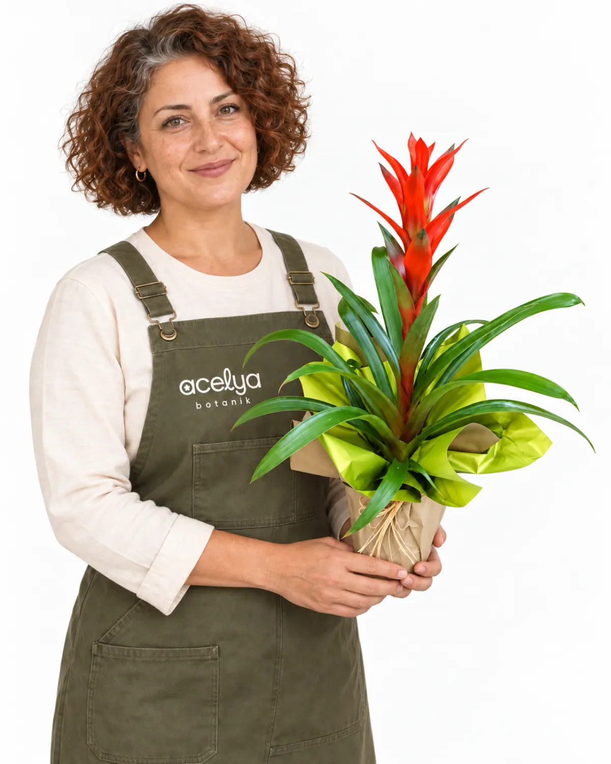 Guzmania Saksı Bitkisi 1