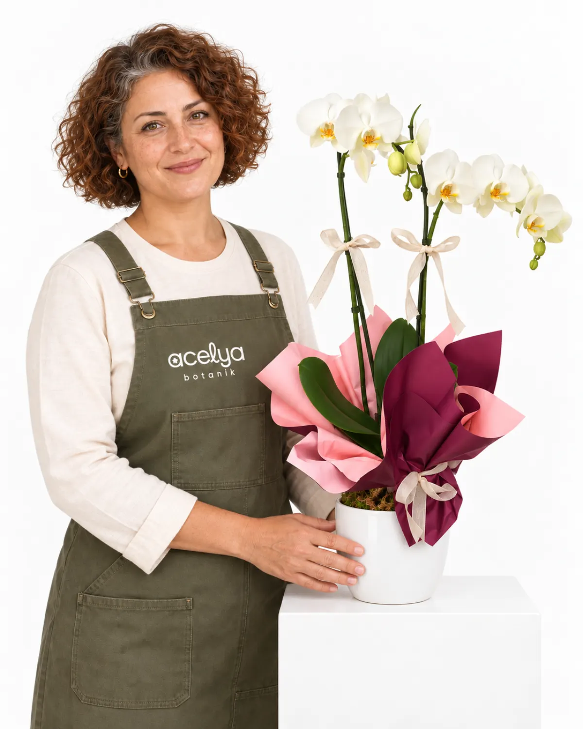 Saksıda Çift Dal Phalaneopsis Beyaz Orkide 1